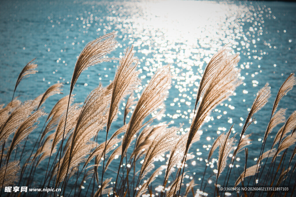 阳光下摇曳的金色芦苇