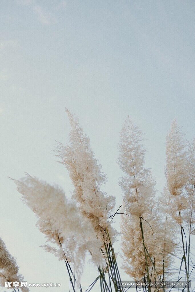 风中摇曳的芦苇