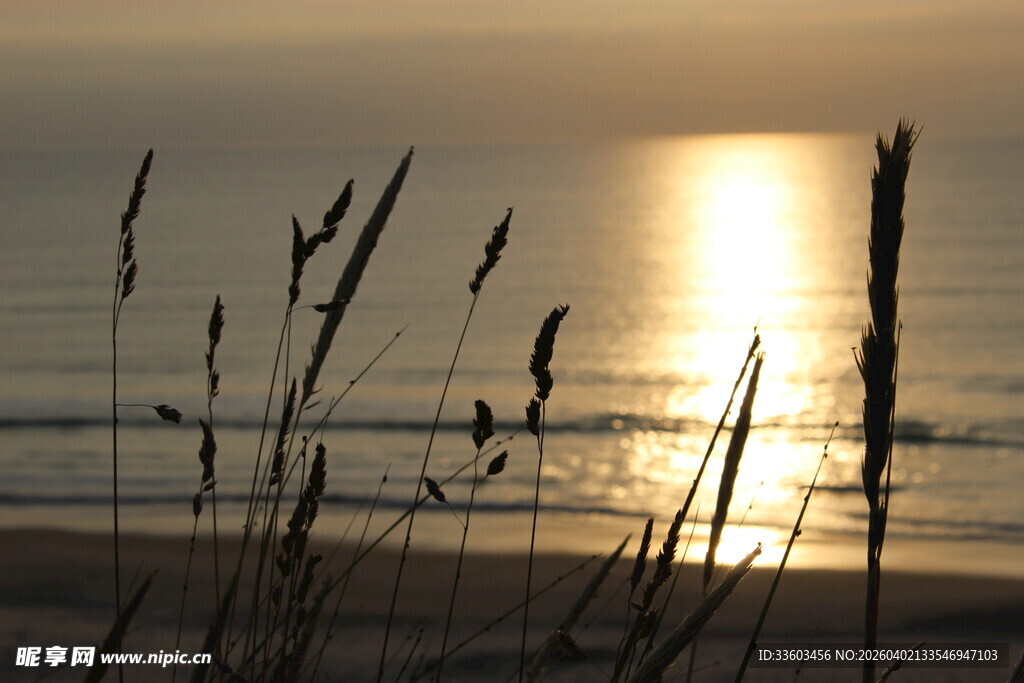 海边日出时摇曳的芦苇