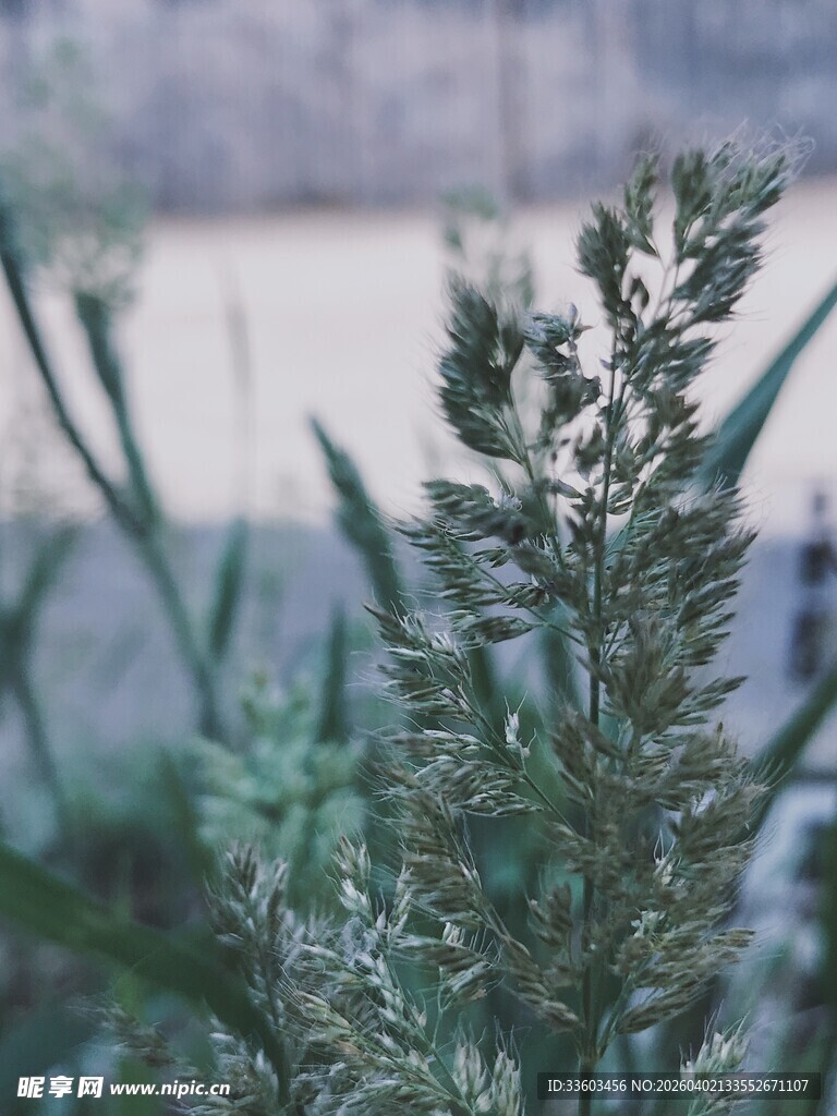 水边的翠绿植物