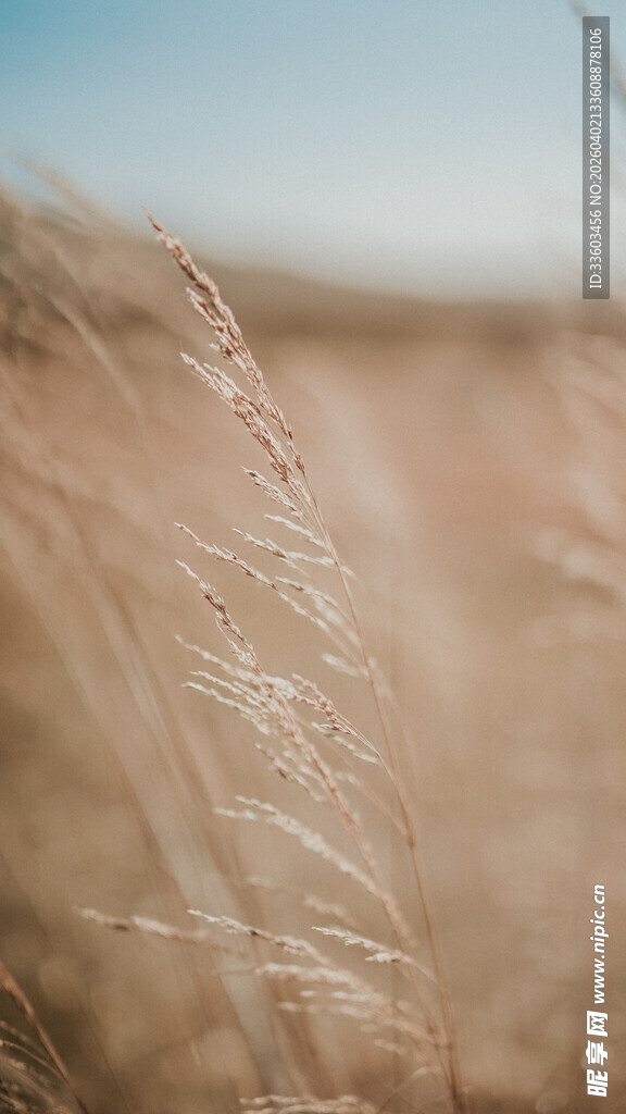 金色旷野中的摇曳芦苇