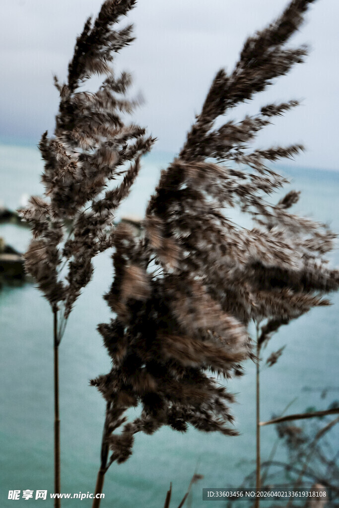 海边摇曳的干枯芦苇