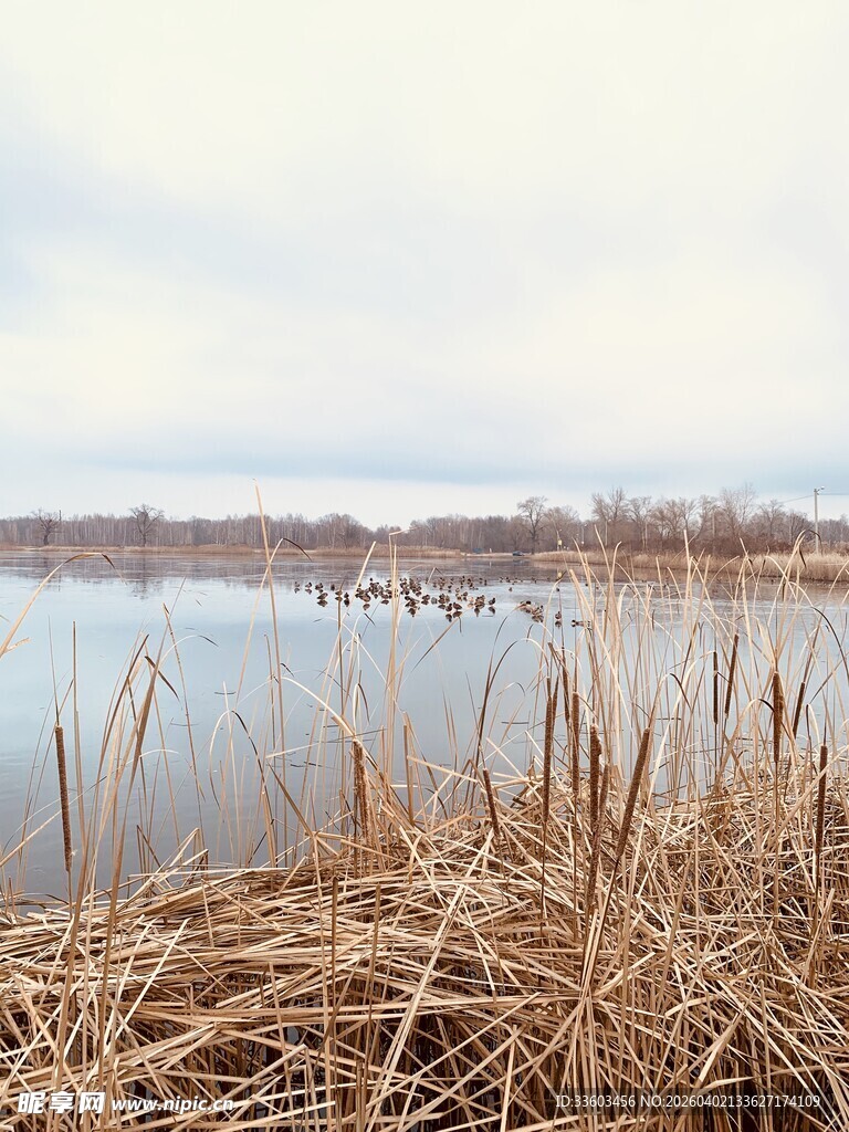 湖畔芦苇与宁静水面景色