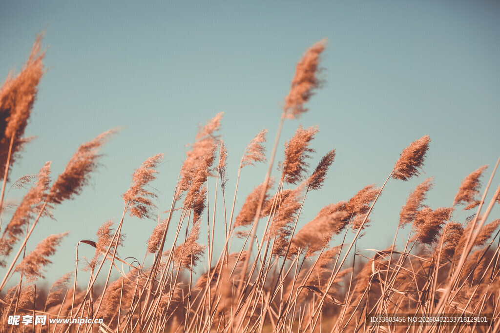 秋日芦苇随风摇曳