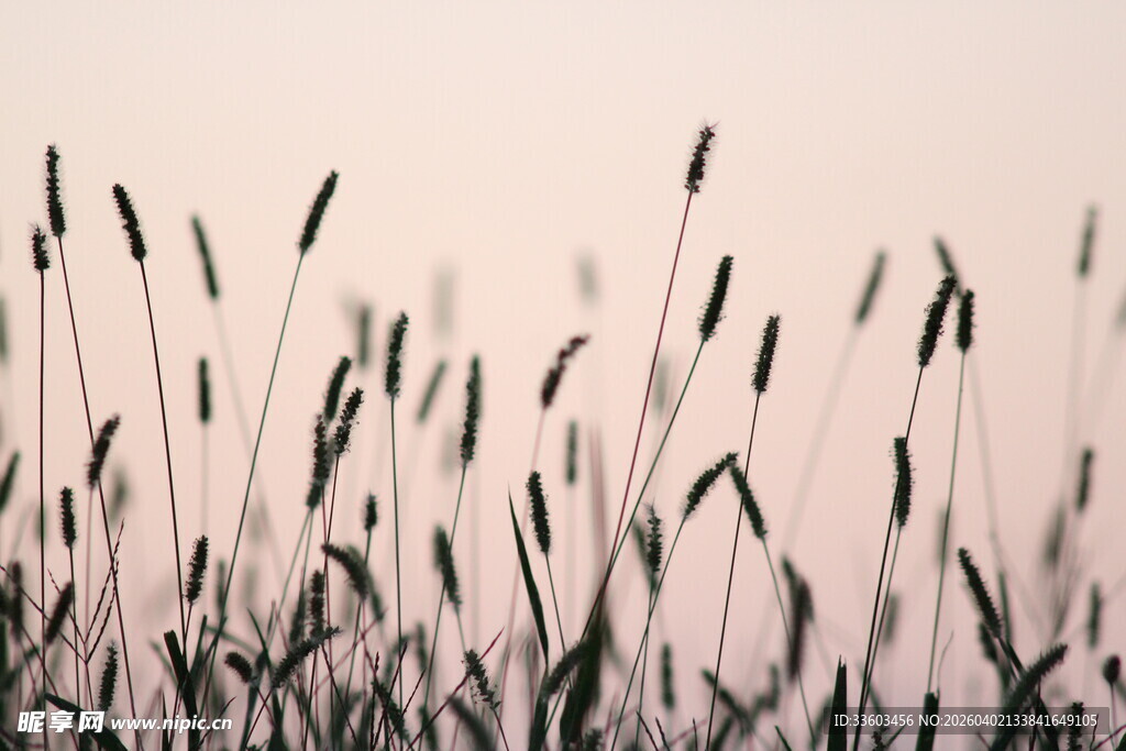 暮色中摇曳的野草