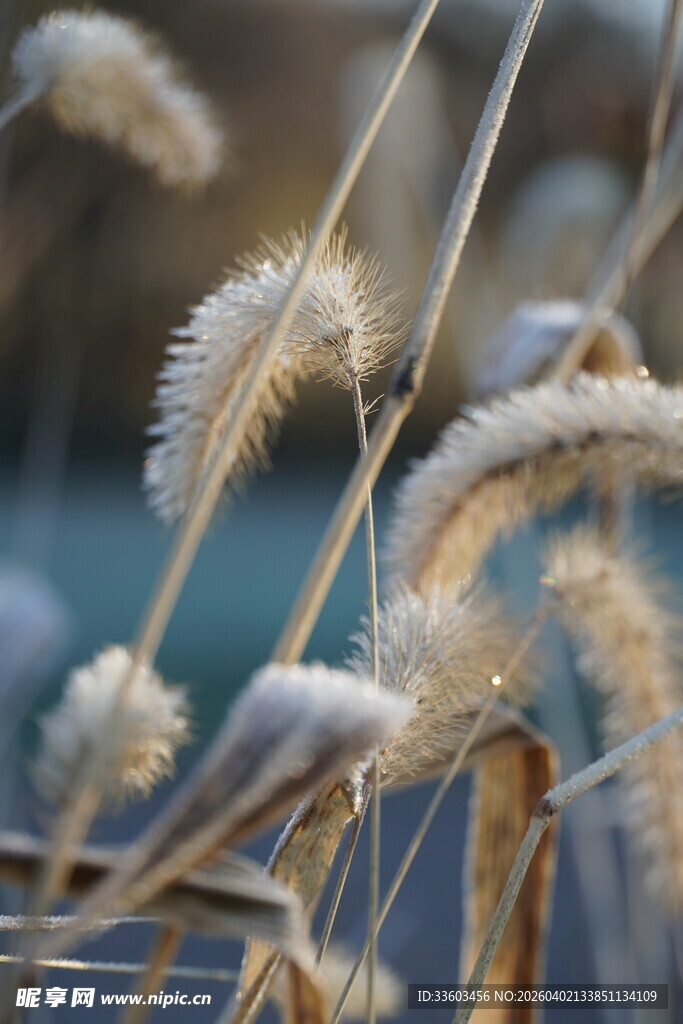 冬日芦苇特写