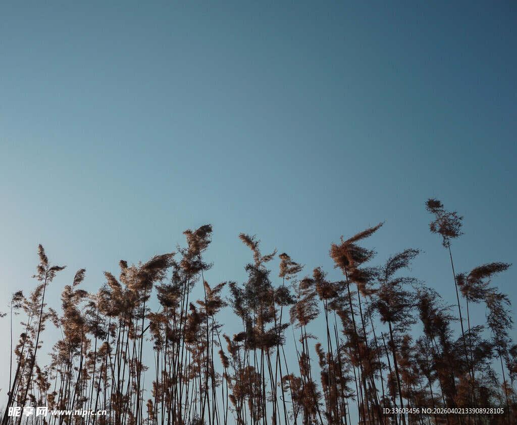 蓝天映衬下的摇曳芦苇