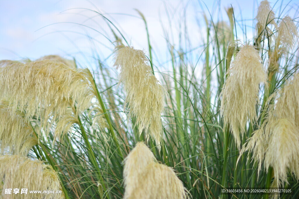 摇曳的白色蒲苇