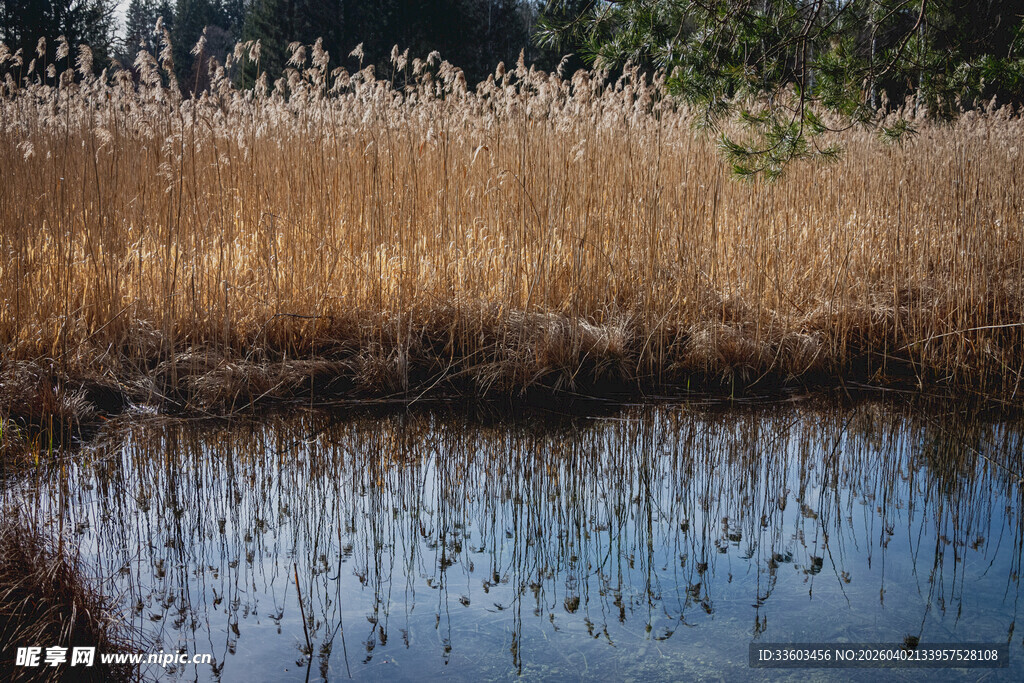 湖畔芦苇景观