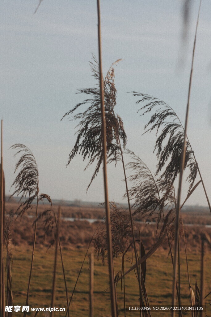 风中摇曳的芦苇