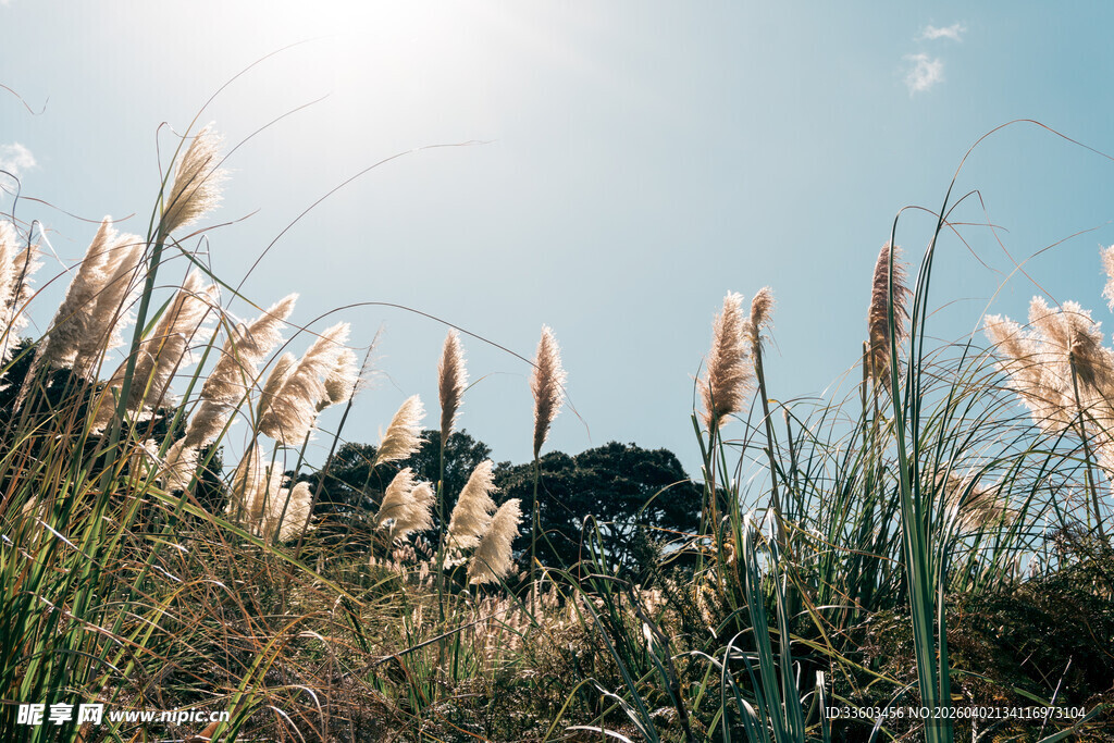 阳光下的芦苇丛