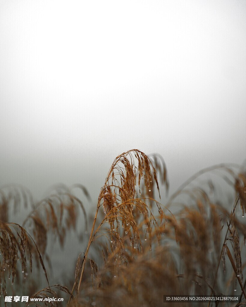 雾中萧瑟芦苇