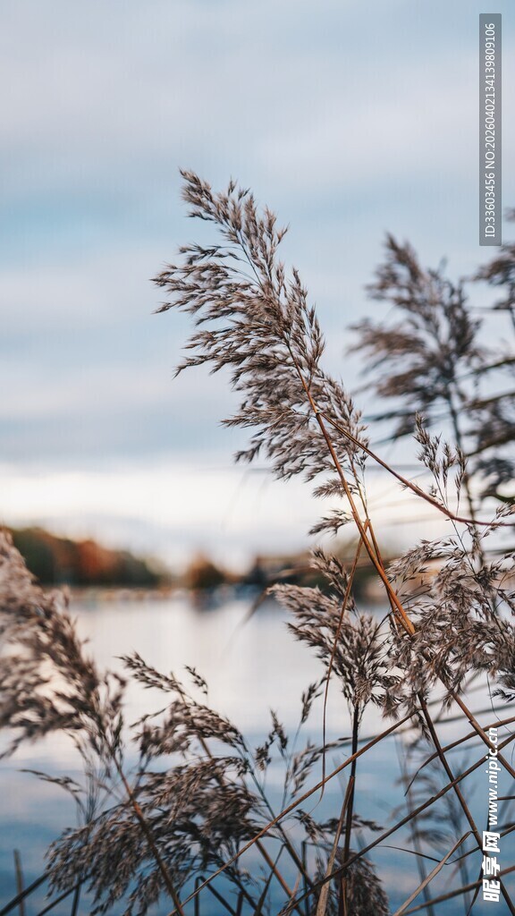 湖畔芦苇在风中摇曳