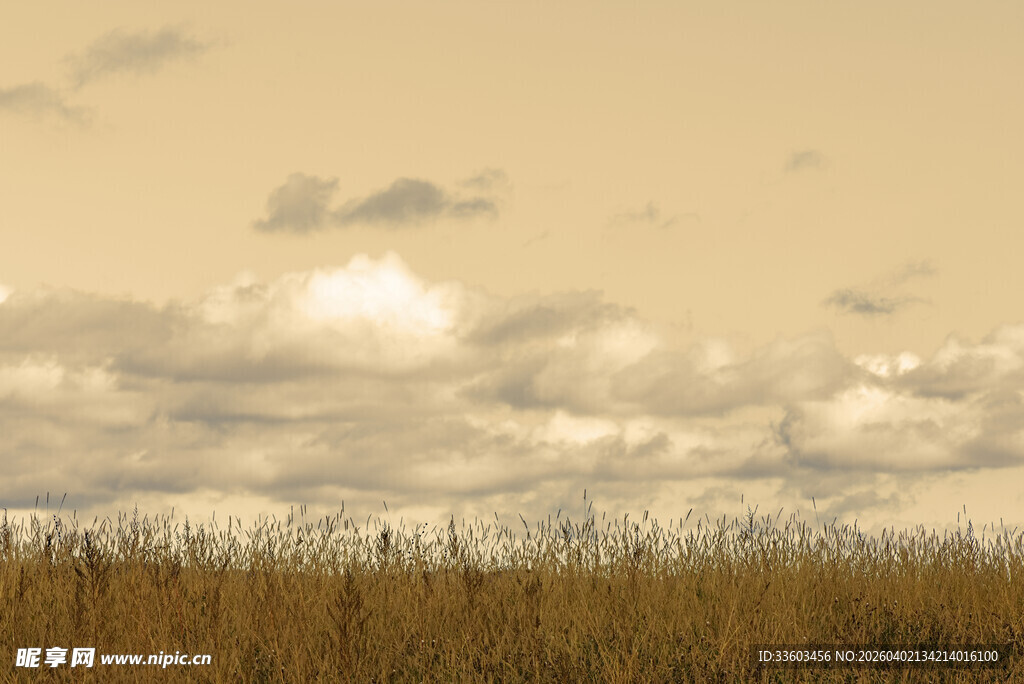 金黄草地与天边云朵