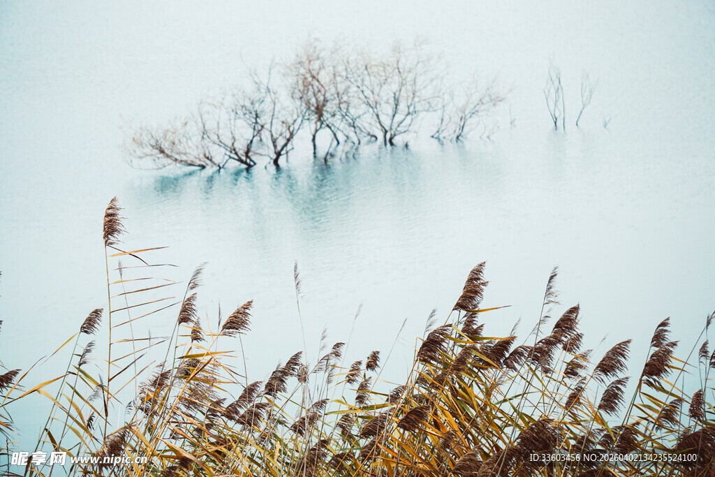 雾霭中的枯树与岸边芦苇