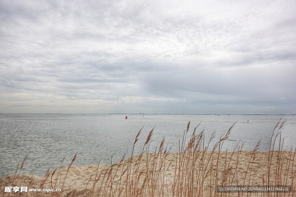 海边芦苇与辽阔海面景象