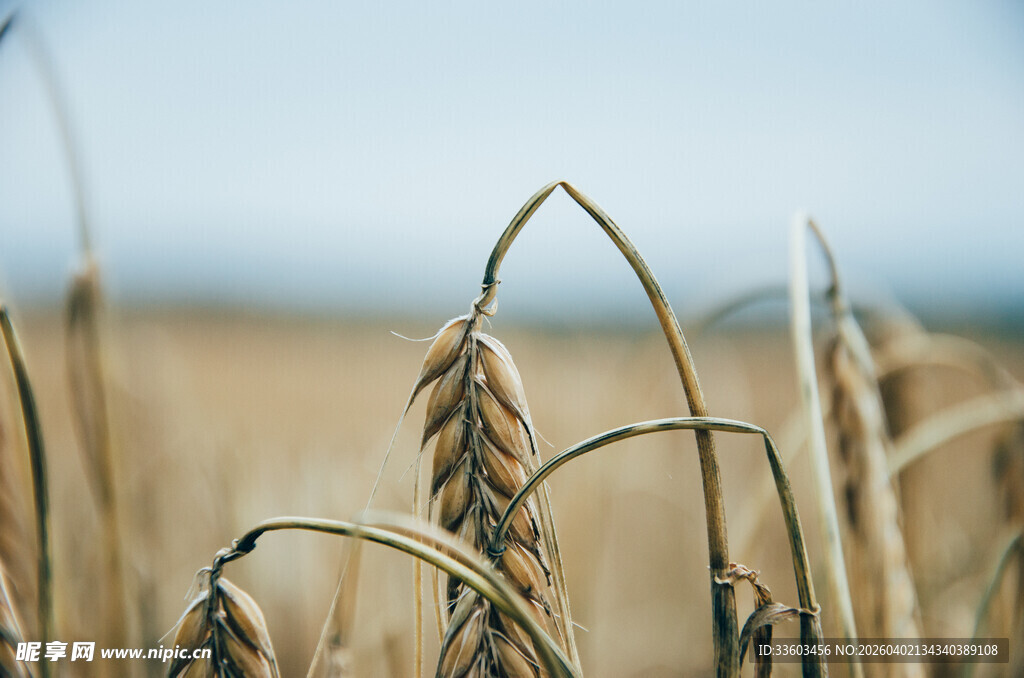 金黄麦田中的麦穗特写