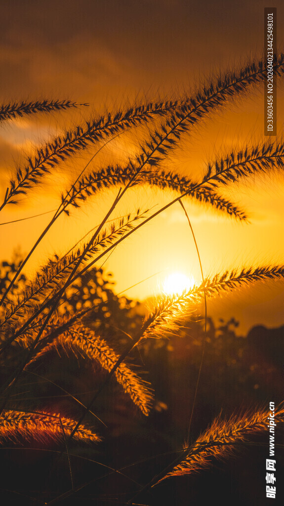 夕阳下的植物剪影