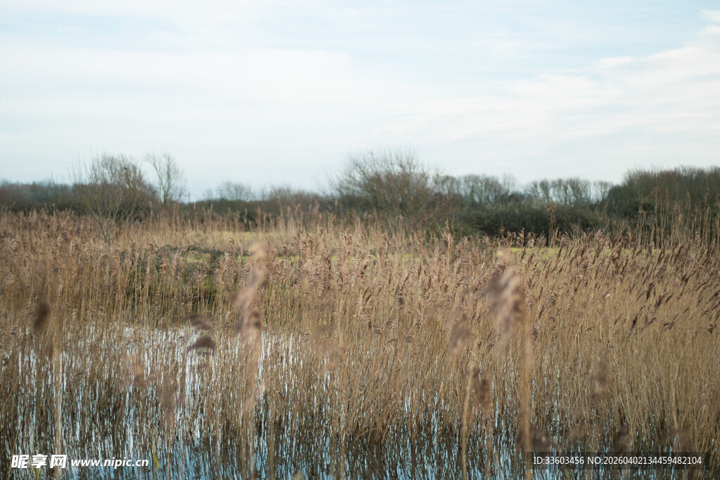 湿地芦苇景观