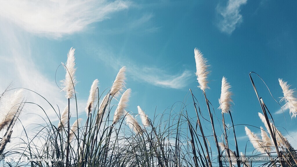 蓝天之下的白色芦苇