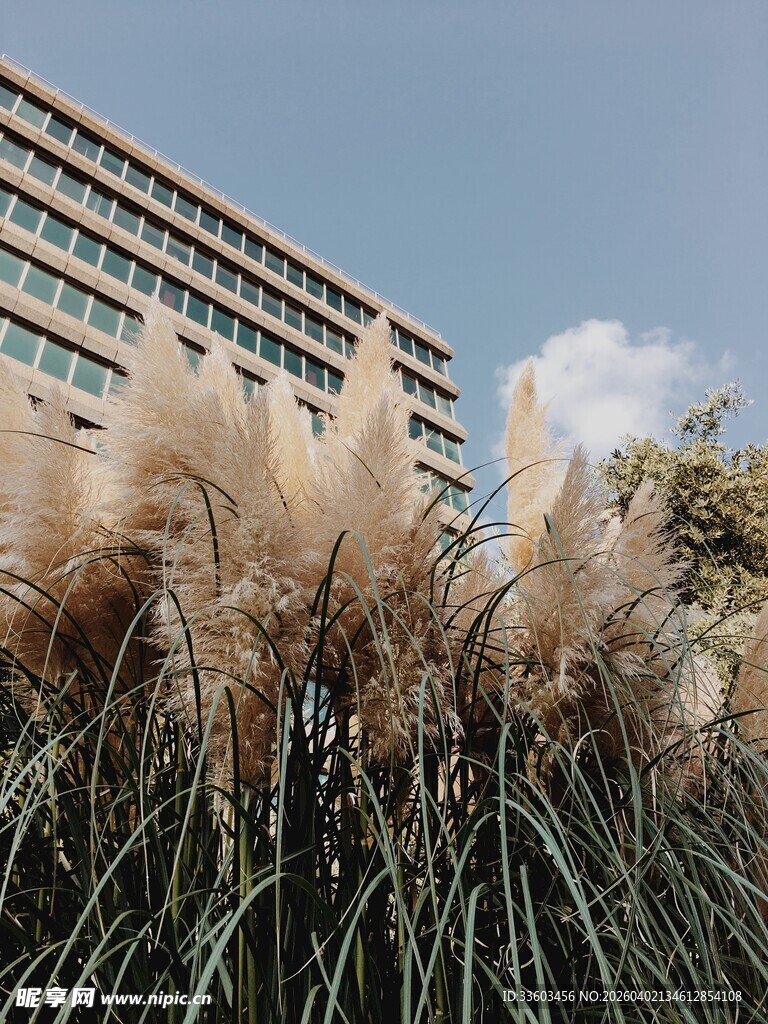 高楼前的蓬松芦苇景观