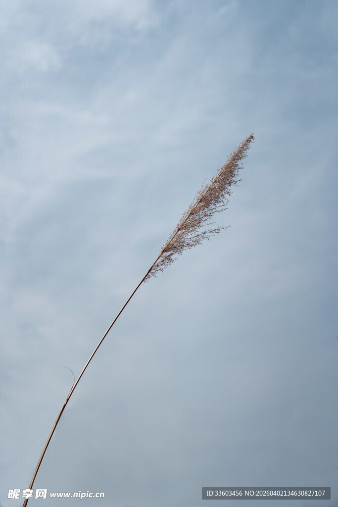 风中摇曳的单株芦苇