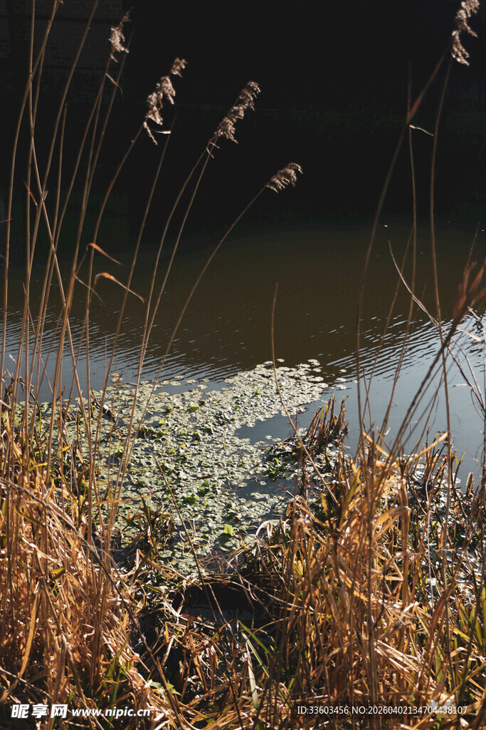秋日湖畔水生植物景观