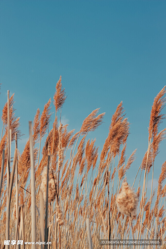 秋日芦苇