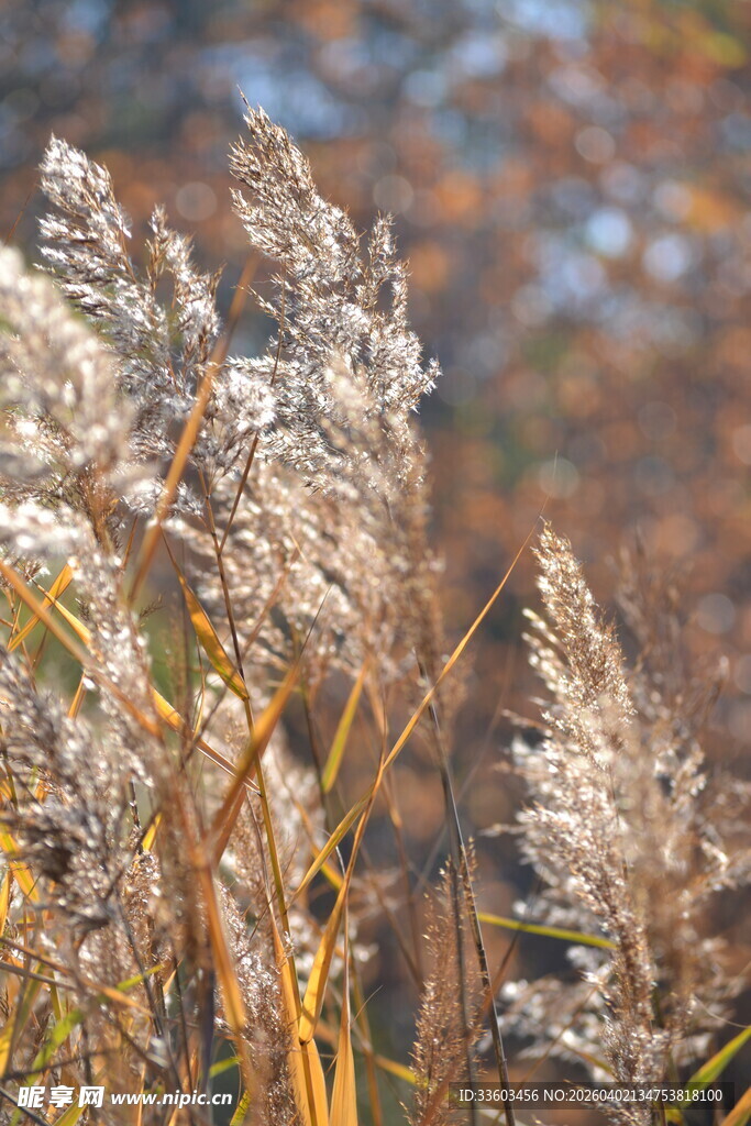秋日芦苇