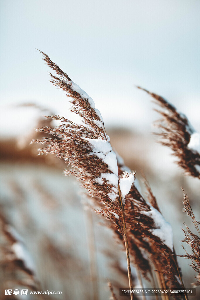 雪覆芦苇荡
