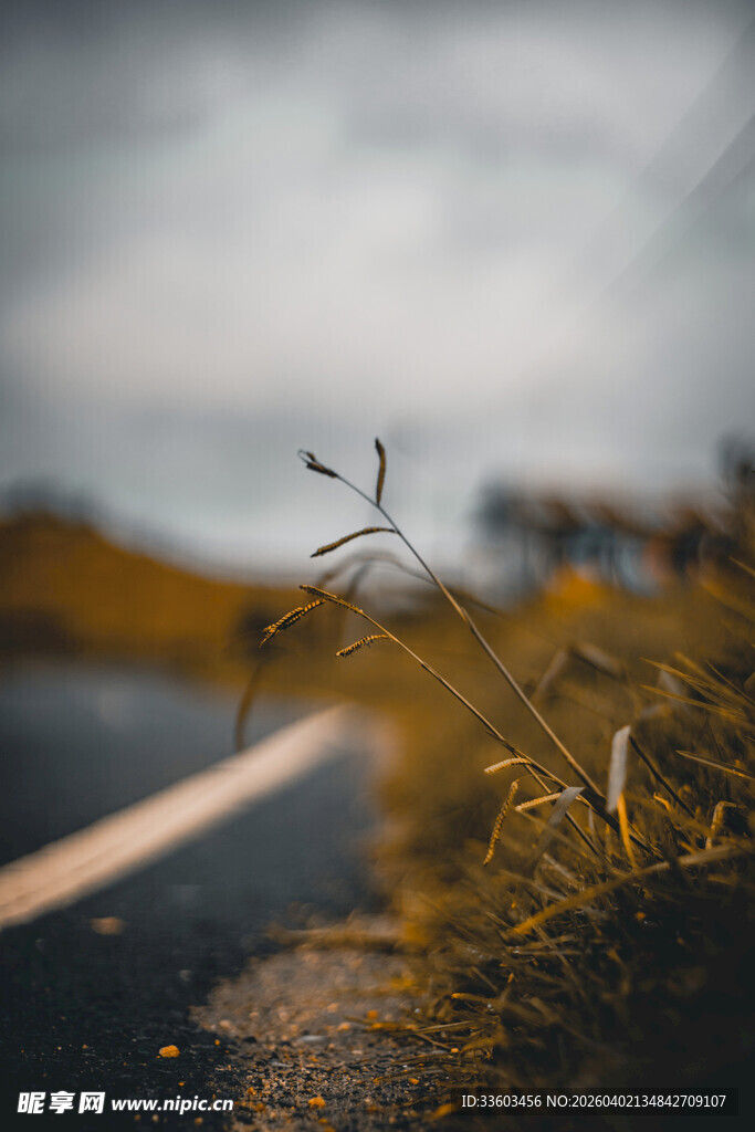 路边野草的自然景致