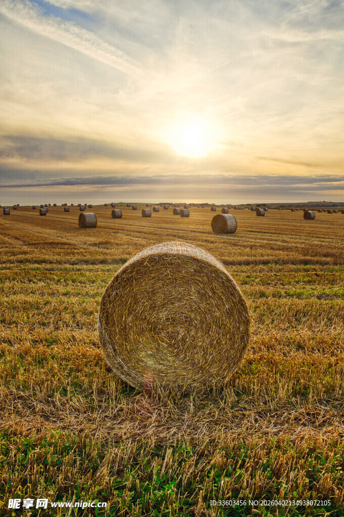田野中的金色干草堆