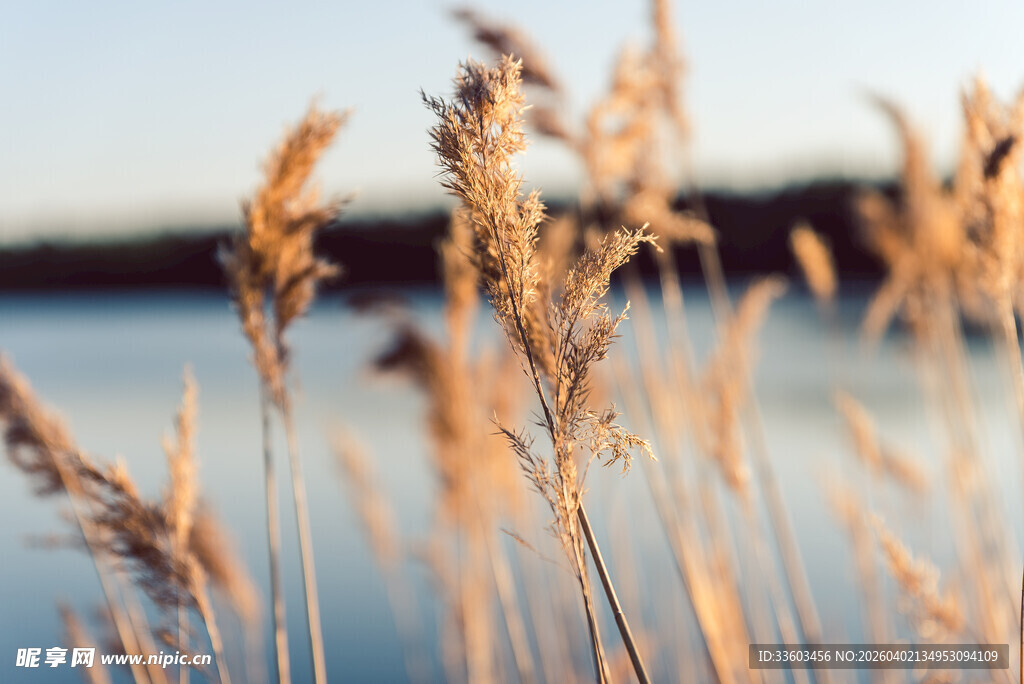 湖畔摇曳的金黄芦苇