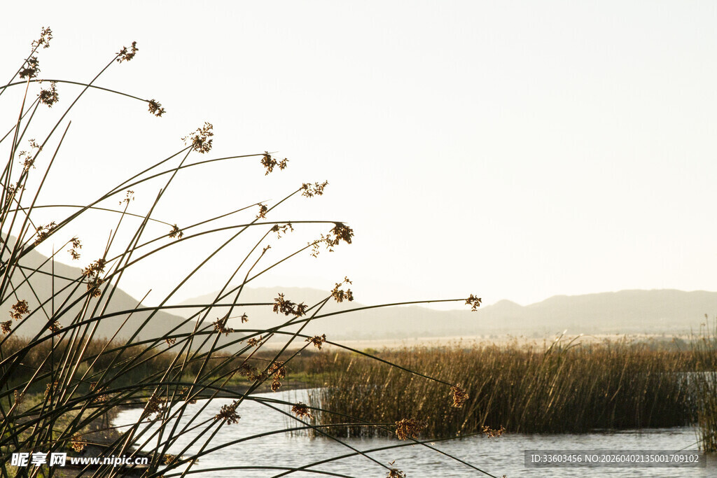 湖畔枯苇