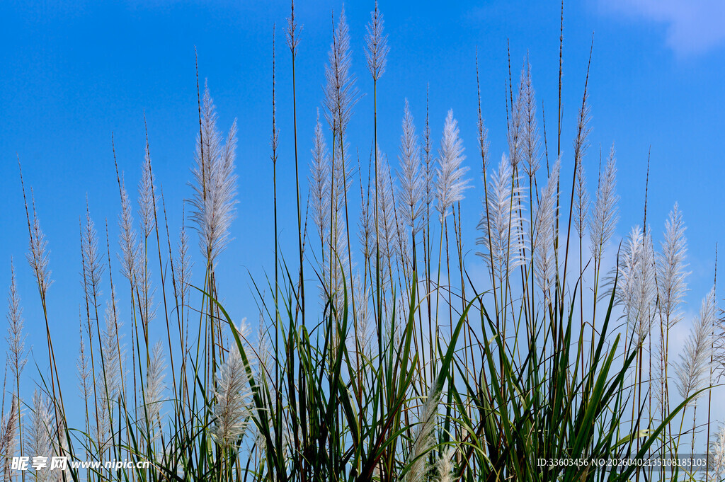 蓝天映衬下的美丽蒲苇