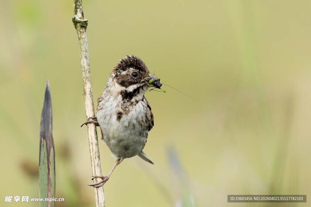 小鸟立于枝上衔物