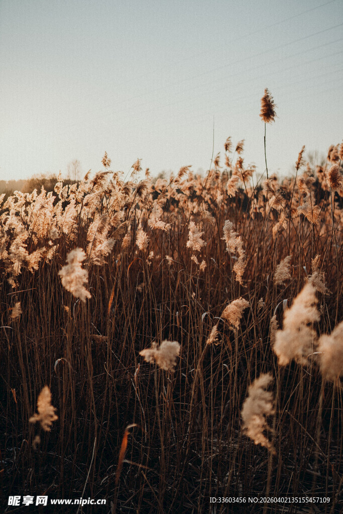 秋日芦苇荡美景