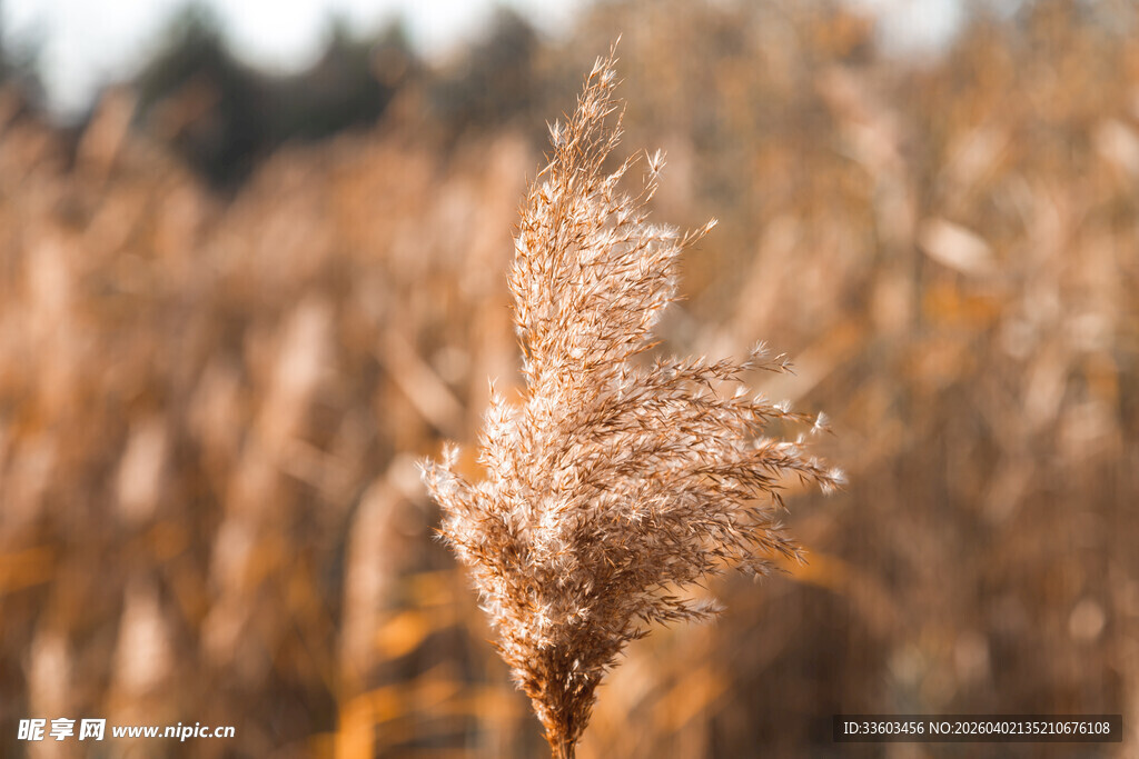 秋日芦苇特写
