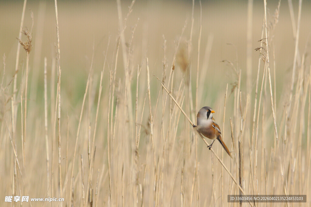 芦苇丛中的小鸟