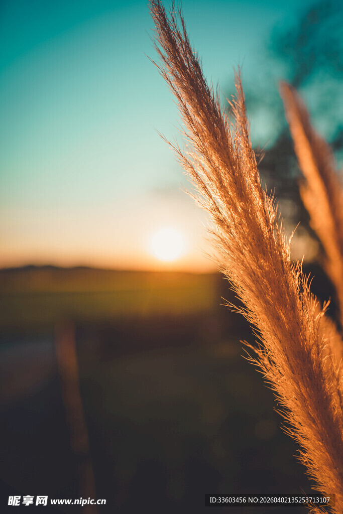 夕阳下的金色草穗美景