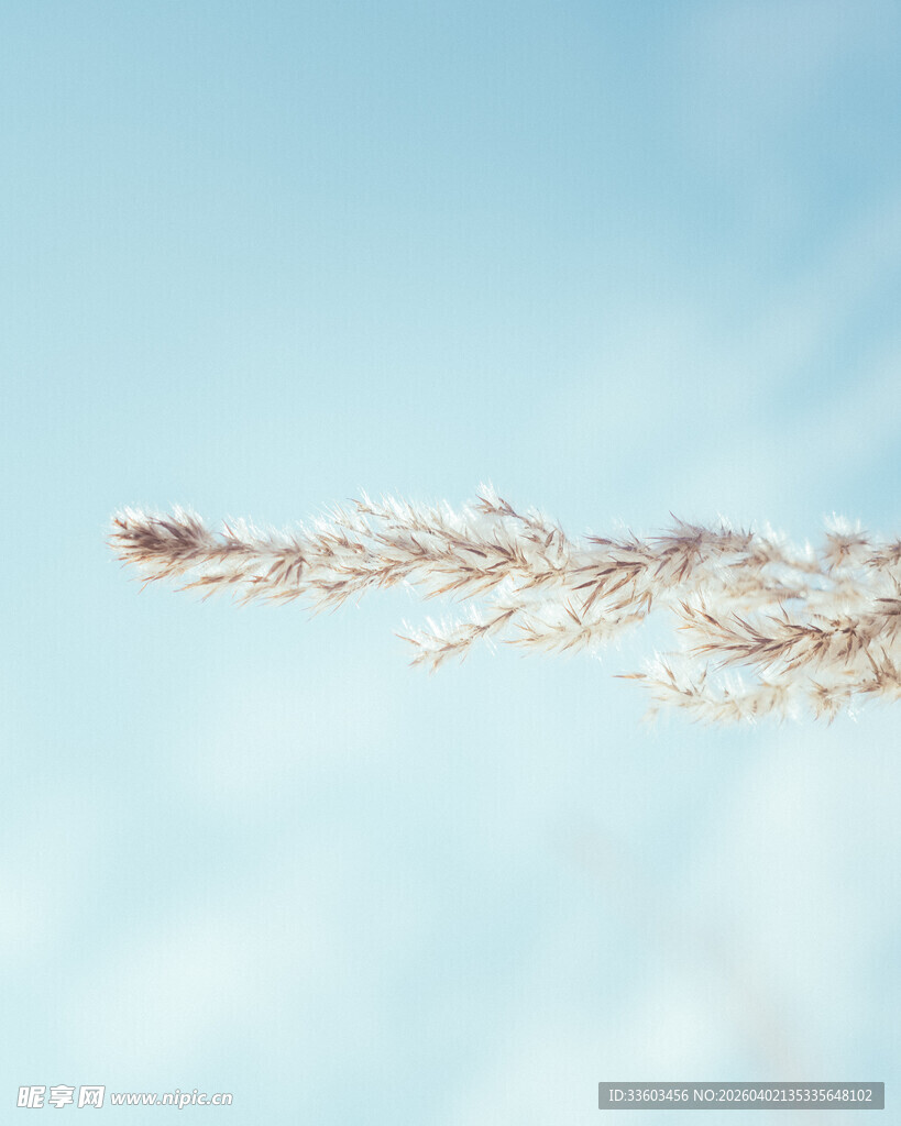 蓝天中的轻柔芦苇