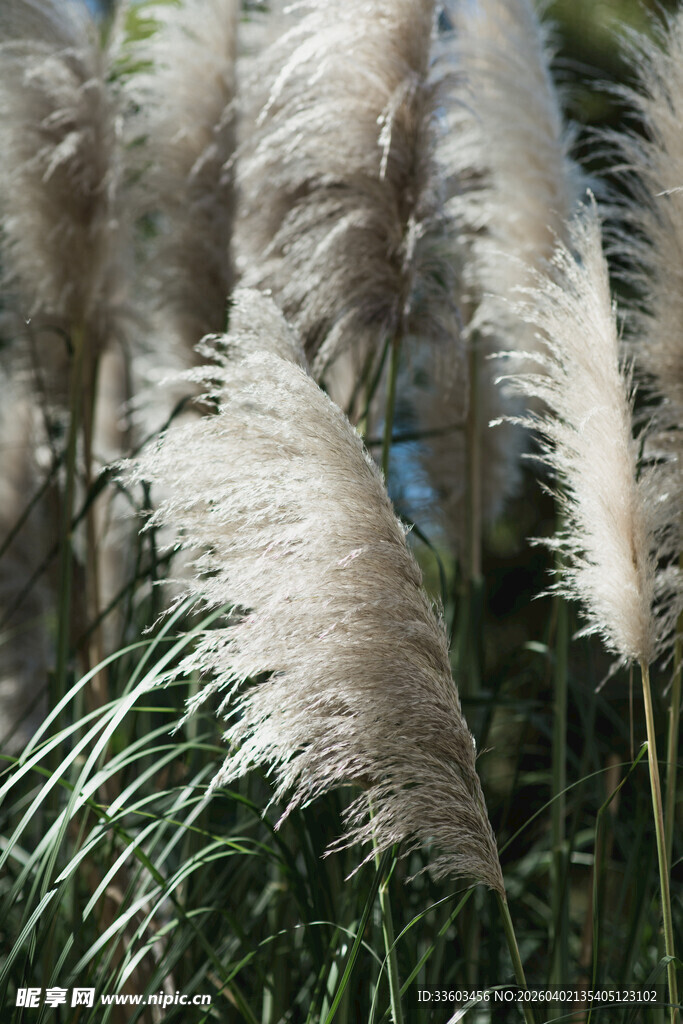 风中摇曳的白色蒲苇