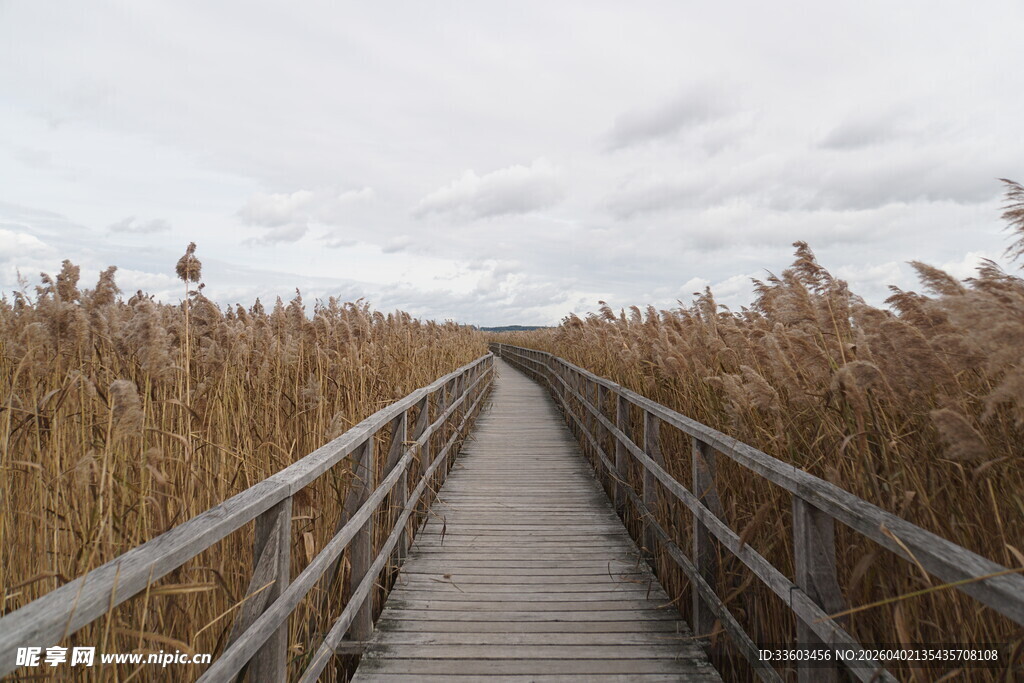漫步木栈道赏芦苇美景