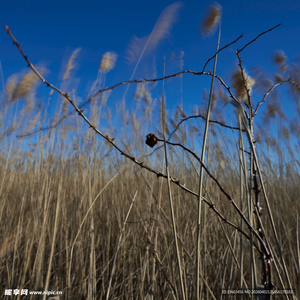 秋日芦苇荡风景
