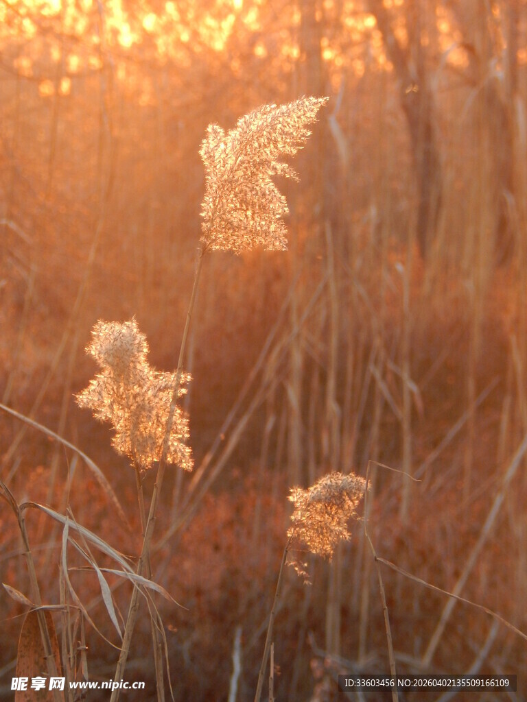 夕阳下摇曳的芦苇