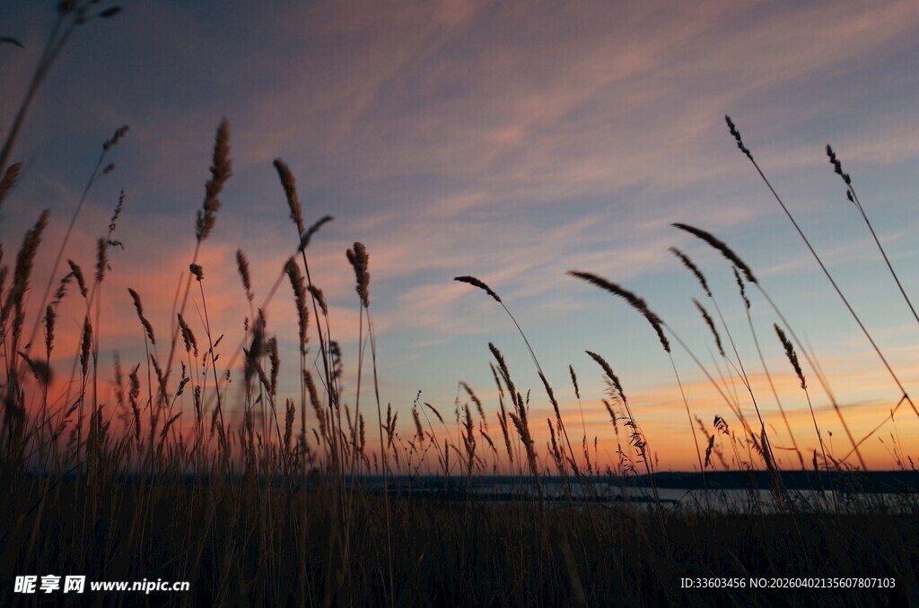 夕阳下的芦苇随风摇曳
