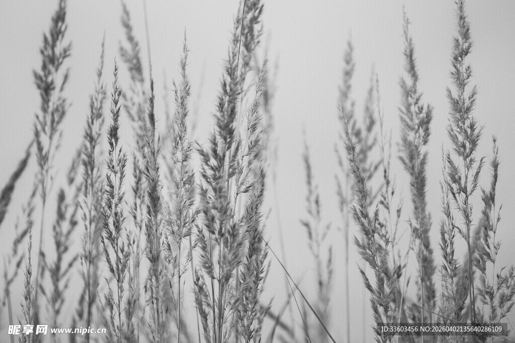 黑白风的野草景致