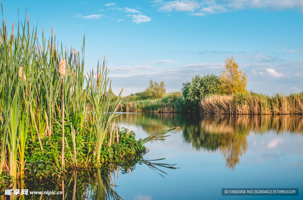 湖畔芦苇映蓝天美景