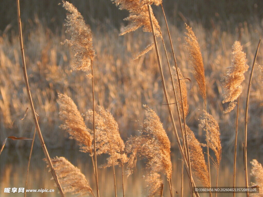 秋日芦苇荡美景