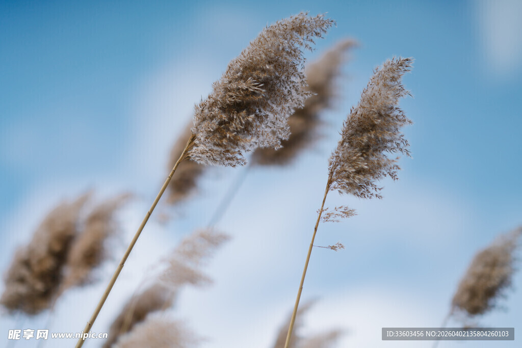 风中摇曳的蓬松芦苇
